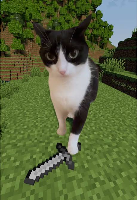 A cat